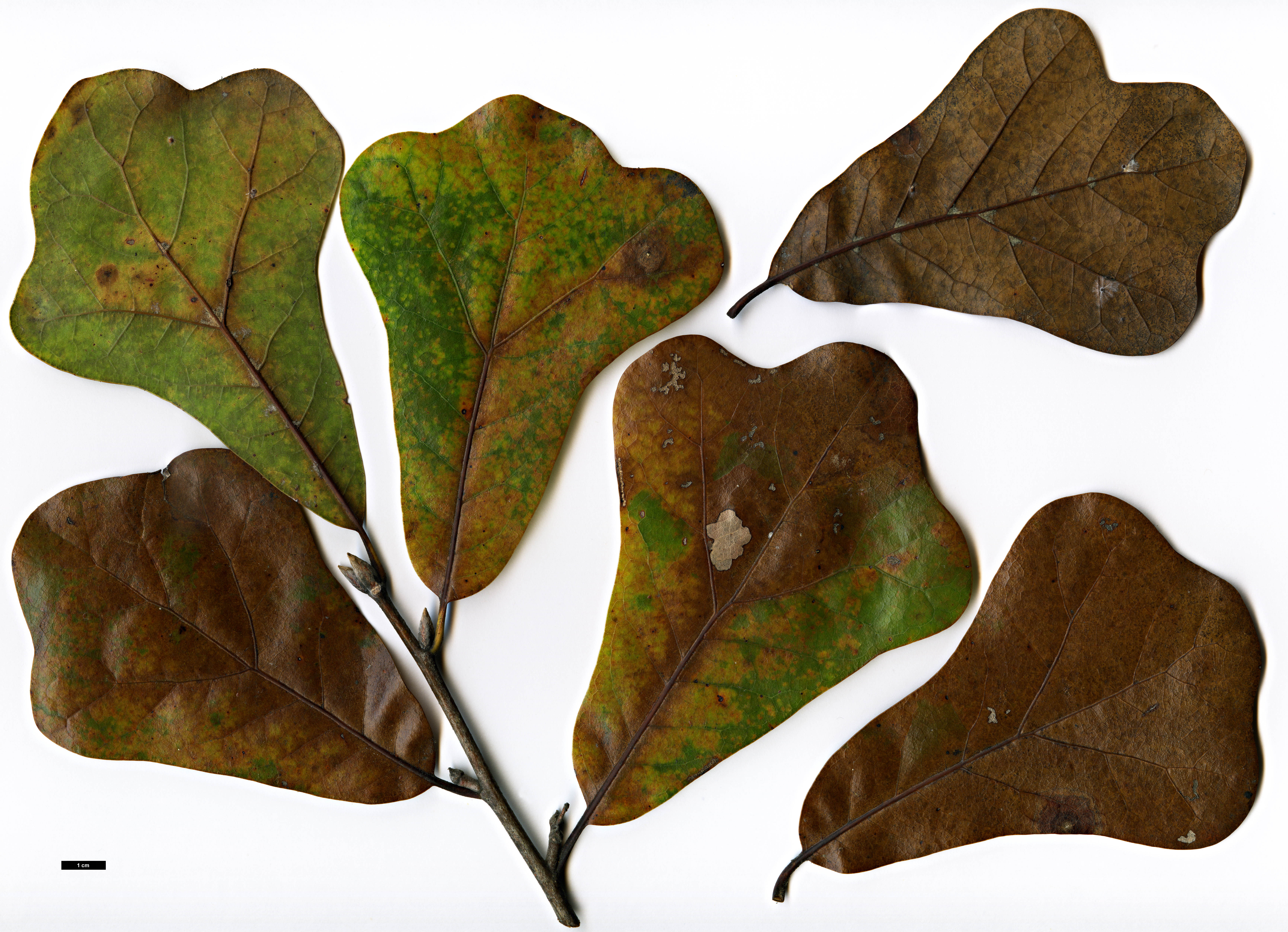 High resolution image: Family: Fagaceae - Genus: Quercus - Taxon: ×sterilis (Q.marilandica × Q.nigra)